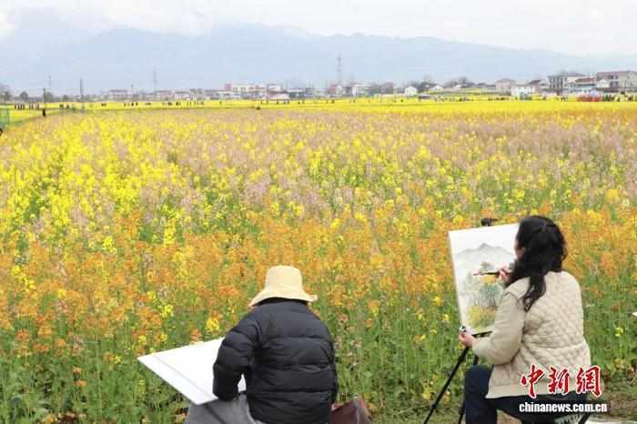 金色花海涌动春意,汉中乡村迎来新生机。 文化旅游