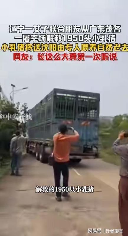 【十年救援复盘】从58万跨省转运1950头乳猪:一名动物救助者的实战方法论 新闻 【十年救援复盘】从58万跨省转运1950头乳猪:一名动物救助者的实战方法论 新闻