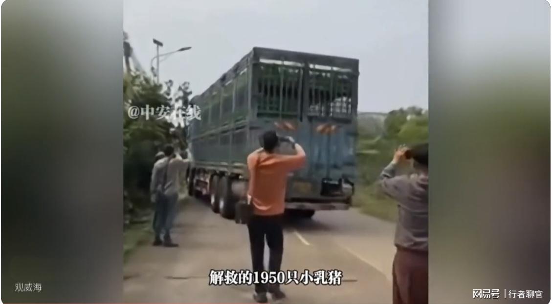 【十年救援复盘】从58万跨省转运1950头乳猪:一名动物救助者的实战方法论 新闻 【十年救援复盘】从58万跨省转运1950头乳猪:一名动物救助者的实战方法论 新闻