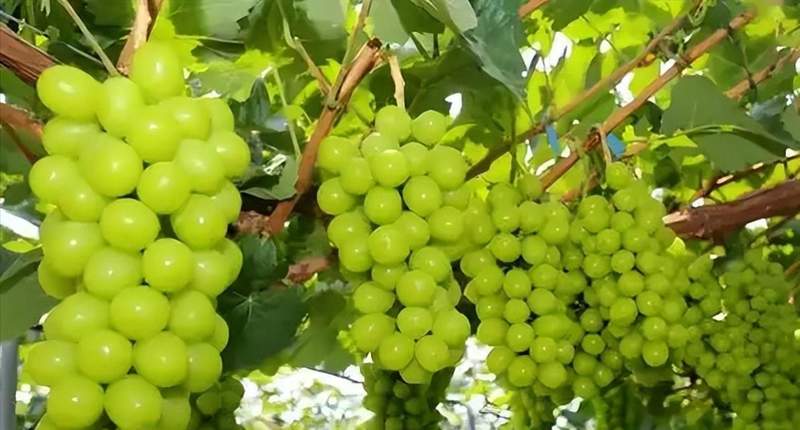 阳光玫瑰的十年沉浮:技术破壁如何重塑高端水果定价权 新闻